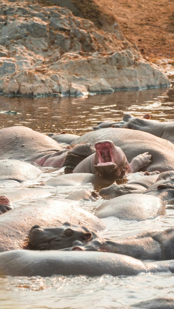 Wildlife